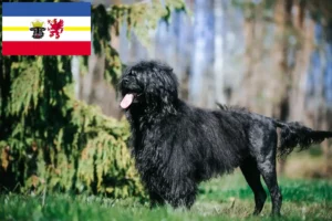 Подробнее о статье Заводчики и щенки породы Cão de Agua português в Мекленбург-Передняя Померания
