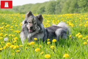 Подробнее о статье Заводчик Eurasier и щенков в Гамбурге