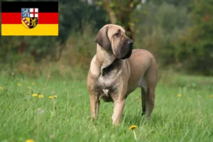 Подробнее о статье Заводчики и щенки Fila Brasileiro в Саарланде