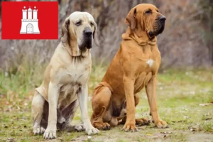 Подробнее о статье Заводчики и щенки Fila Brasileiro в Гамбурге