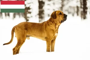 Подробнее о статье Заводчики и щенки Fila Brasileiro в Венгрии