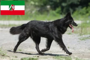 Подробнее о статье Заводчики и щенки породы Голландский хердерсхонд в регионе Северный Рейн-Вестфалия