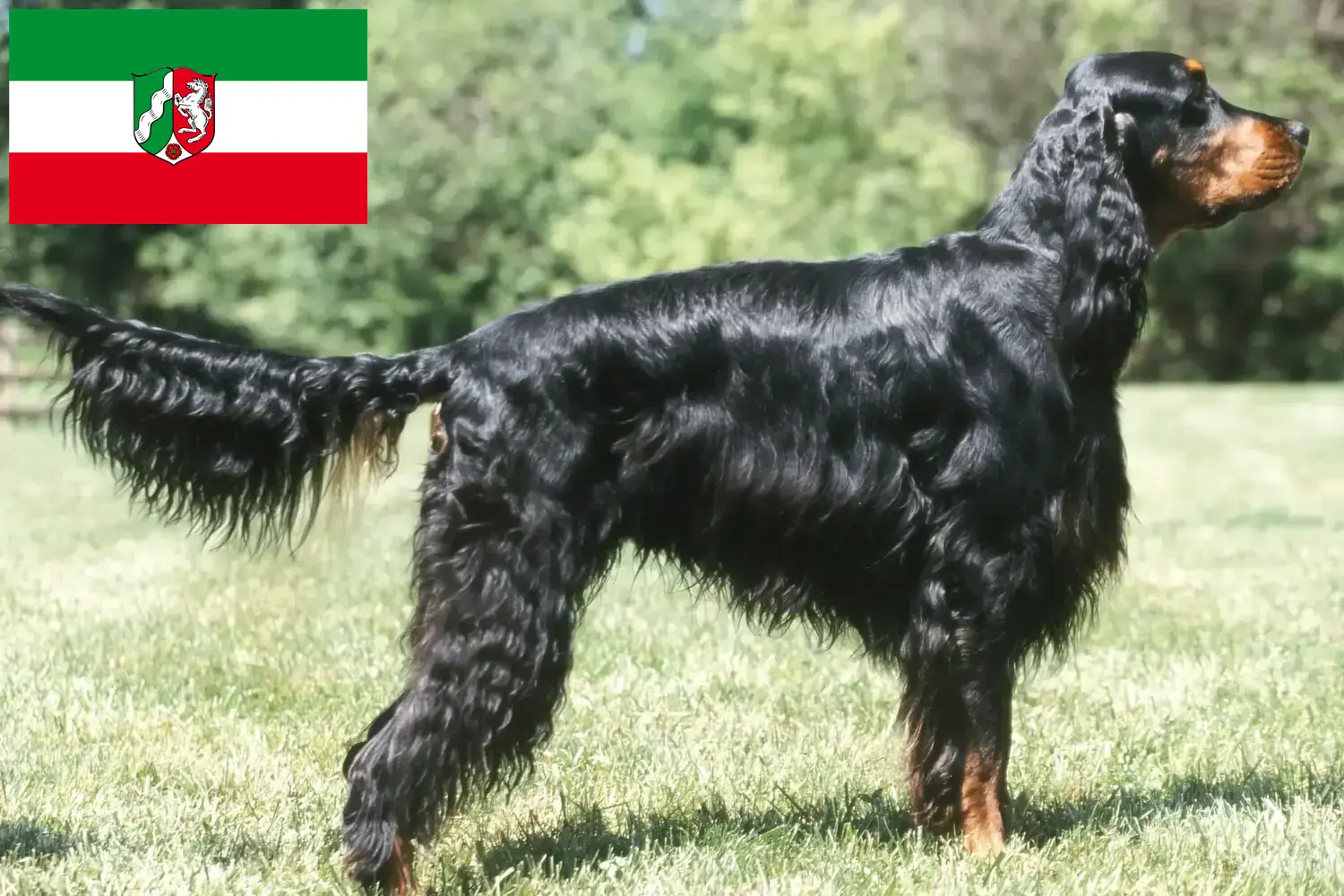 Щенки и заводчики Гордон Сеттер Северный Рейн-Вестфалия Здесь вы найдете заводчиков породы Гордон Сеттер в земле Северный Рейн-Вестфалия.