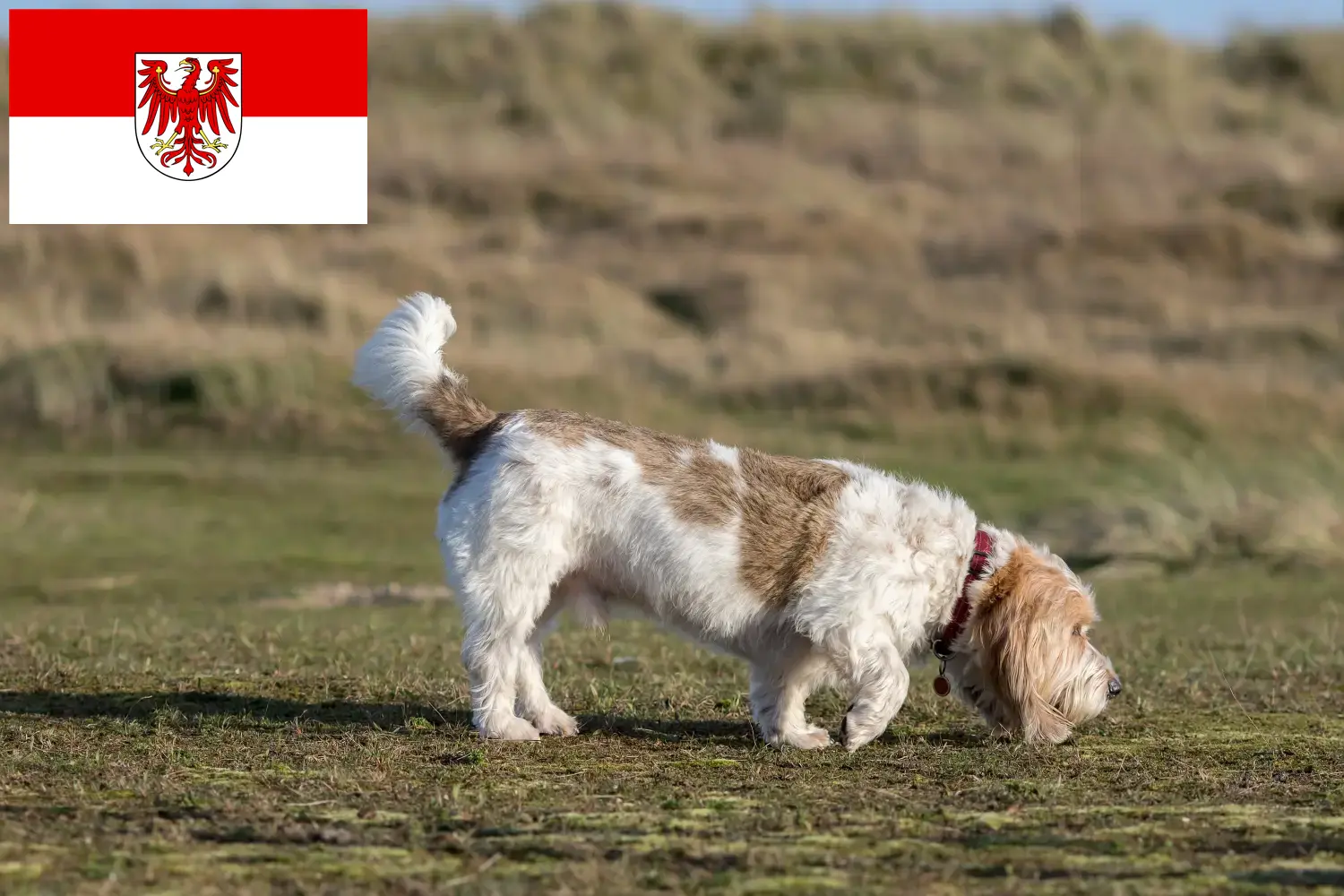 Щенки и заводчики Grand Basset Griffon Vendéen Бранденбург Найдите заводчиков Grand Basset Griffon Vendéens в Бранденбурге.