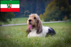 Подробнее о статье Заводчики и щенки породы Гранд Бассет Гриффон Венден в регионе Северный Рейн-Вестфалия