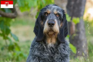 Подробнее о статье Заводчики и щенки Griffon Bleu de Gascogne в Бранденбурге