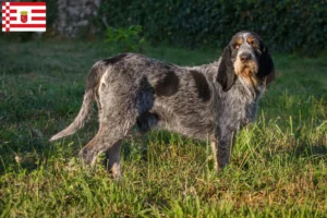 Подробнее о статье Заводчики и щенки Griffon Bleu de Gascogne в Бремене