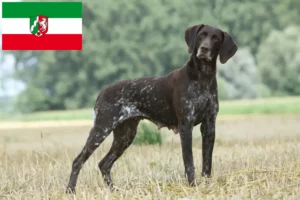 Подробнее о статье Заводчики и владельцы щенков породы Немецкая короткошерстная в регионе Северный Рейн-Вестфалия