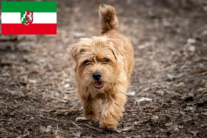 Подробнее о статье Заводчики и щенки норфолк-терьера в регионе Северный Рейн-Вестфалия