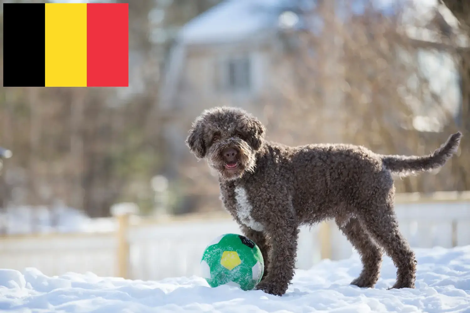 Подробнее о статье Заводчики и щенки Lagotto Romagnolo в Бельгии