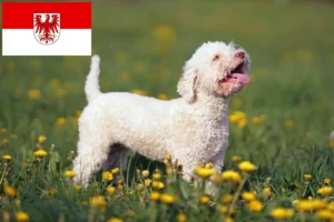 Подробнее о статье Заводчики и щенки Lagotto Romagnolo в Бранденбурге