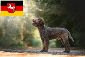 Подробнее о статье Заводчики и щенки Lagotto Romagnolo в Нижней Саксонии