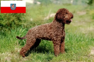 Подробнее о статье Заводчики и щенки Lagotto Romagnolo в Тюрингии