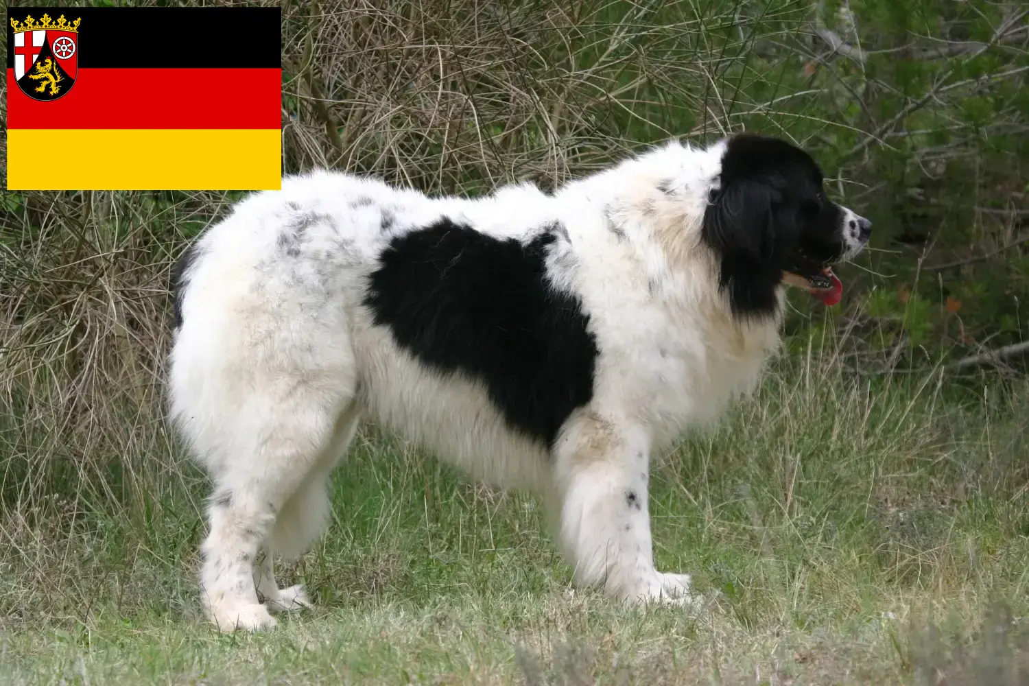 Подробнее о статье Заводчики и щенки Landseer в Рейнланд-Пфальц