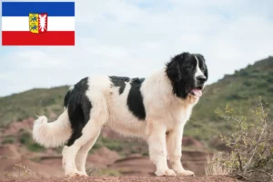 Подробнее о статье Заводчики и щенки Landseer в Шлезвиг-Гольштейн