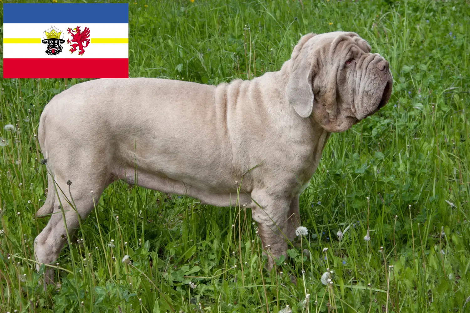 Щенки и заводчики Mastino Napoletano Мекленбург-Передняя Померания Здесь вы найдете заводчиков Mastino Napoletanos в Мекленбурге-Передней Померании.