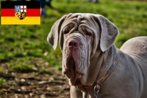 Подробнее о статье Заводчики и щенки Mastino Napoletano в Саарланде