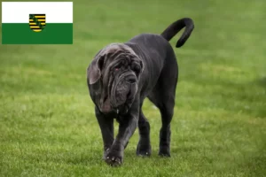 Подробнее о статье Заводчики и щенки Mastino Napoletano в Саксонии