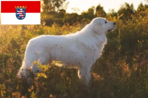 Подробнее о статье Заводчики и щенки породы Маремма Абруцци Овчарка в Гессене