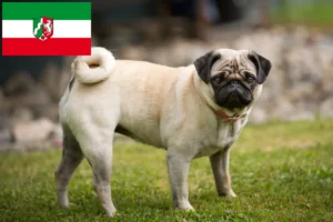 Подробнее о статье Заводчики и щенки мопсов в регионе Северный Рейн-Вестфалия