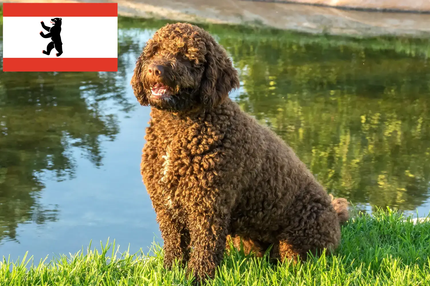 Щенки и заводчики Perro de Agua Español в Берлине Здесь вы можете найти заводчиков собак породы Перро де Агуа Эспаньол в Берлине.