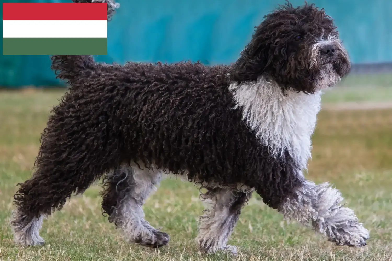 Щенки и заводчики Perro de Agua Español Венгрия Здесь вы можете найти заводчиков собак породы Перро де Агуа Эспаньол в Венгрии.