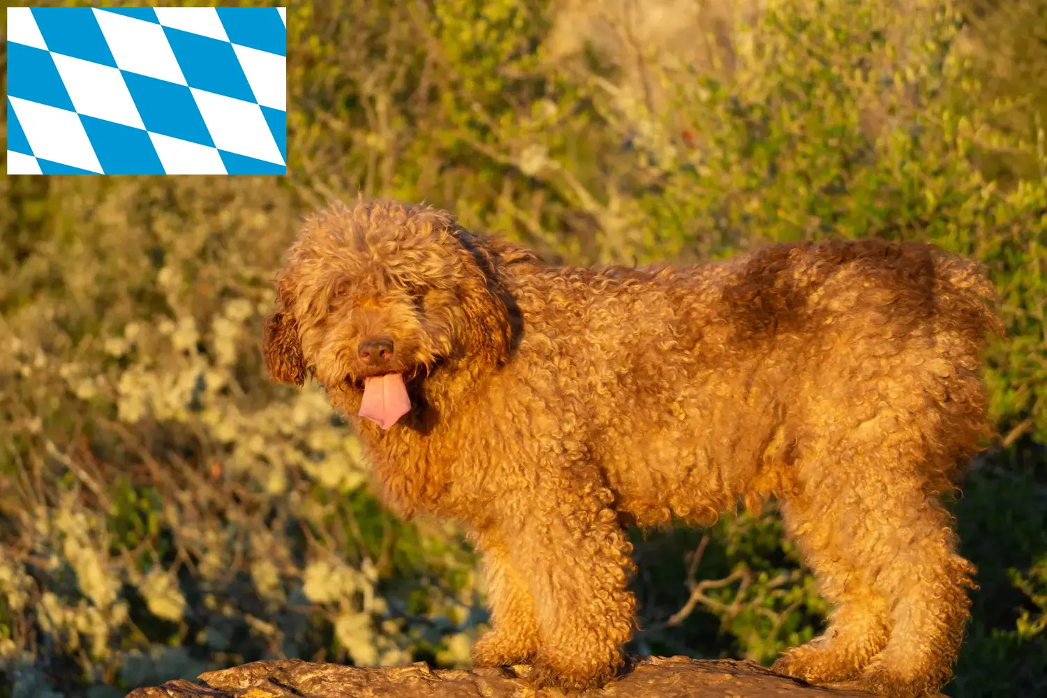 Щенки и заводчики Бавария Здесь вы найдете заводчиков Perro de Agua Españols в Баварии.