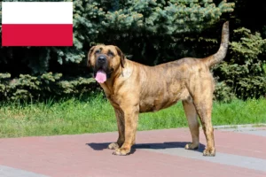 Подробнее о статье Заводчики и щенки Presa Canario в Польше
