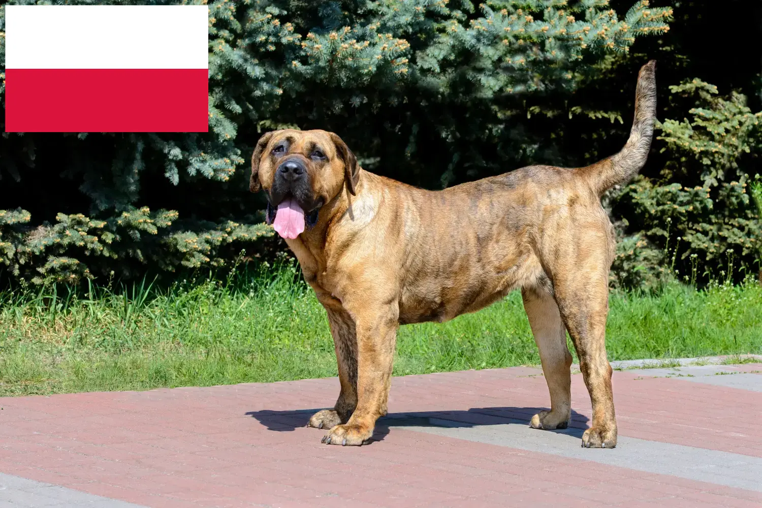 Щенки и заводчики Presa Canario Польша Здесь вы можете найти заводчиков собак породы Преса Канариос в Польше.
