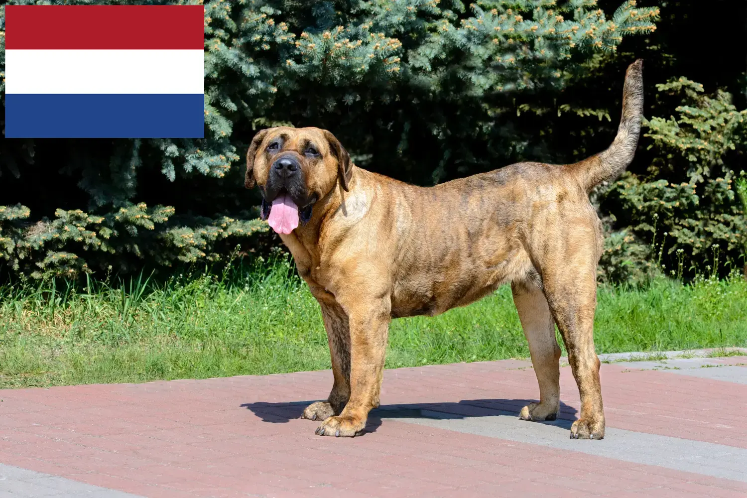 Щенки и заводчики Presa Canario Нидерланды Здесь вы можете найти заводчиков собак породы Преса Канариос в Нидерландах.