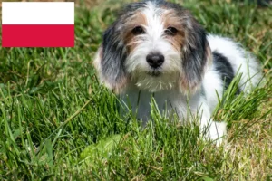 Подробнее о статье Заводчики и щенки Petit Basset Griffon Vendéen в Польше