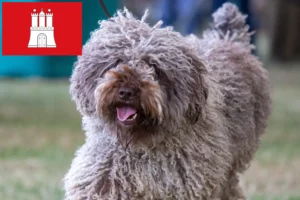 Подробнее о статье Заводчики и щенки Perro de Agua Español в Гамбурге