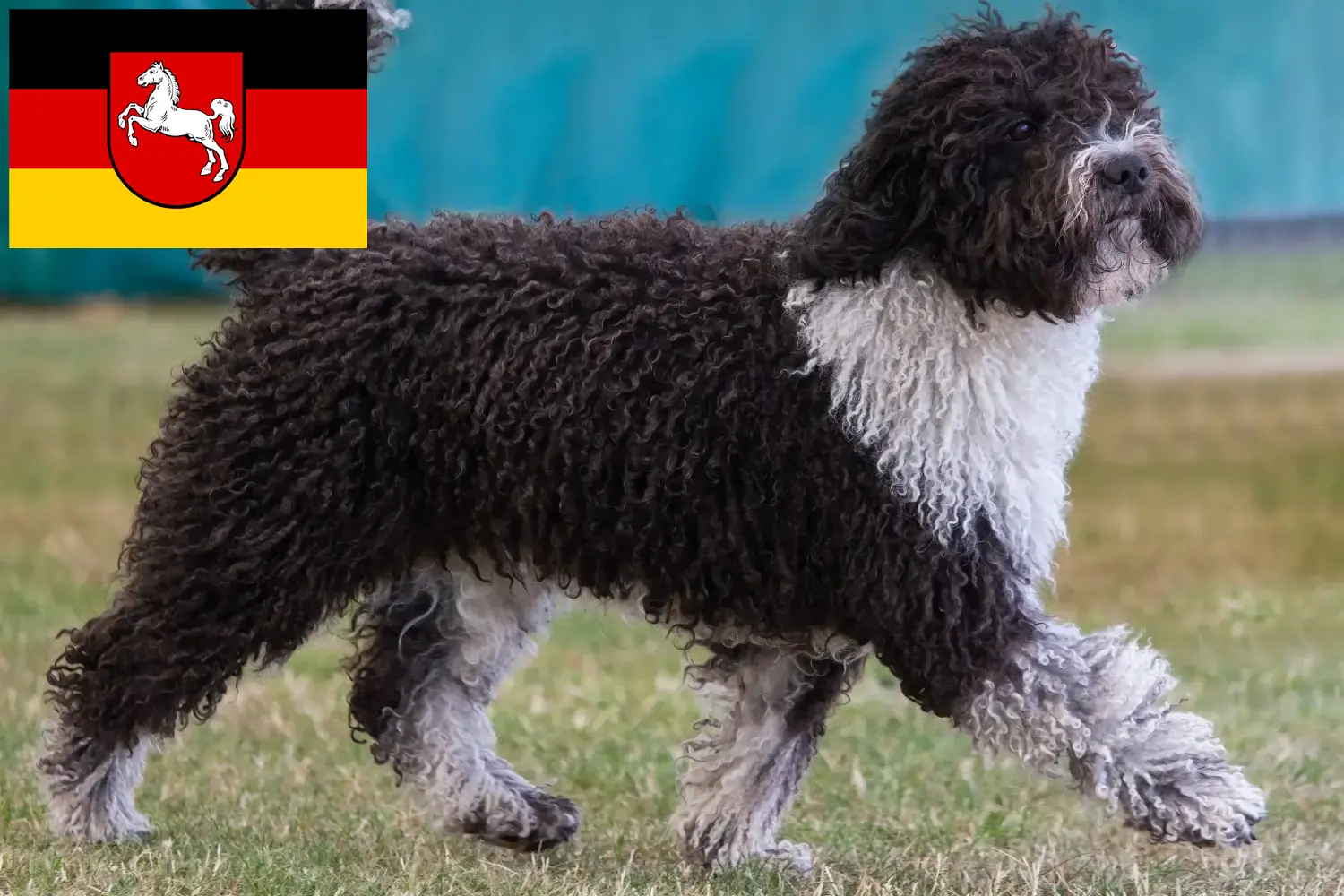 Щенки и заводчики Perro de Agua Español Нижняя Саксония Здесь вы найдете заводчиков Perro de Agua Españols в Нидерзахсене.