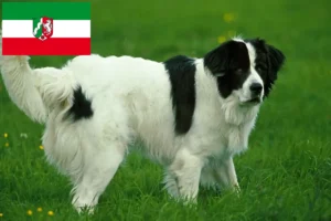 Подробнее о статье Заводчики и щенки Landseer в Северном Рейне-Вестфалии