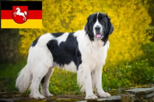Подробнее о статье Заводчики и щенки Landseer в Нижней Саксонии