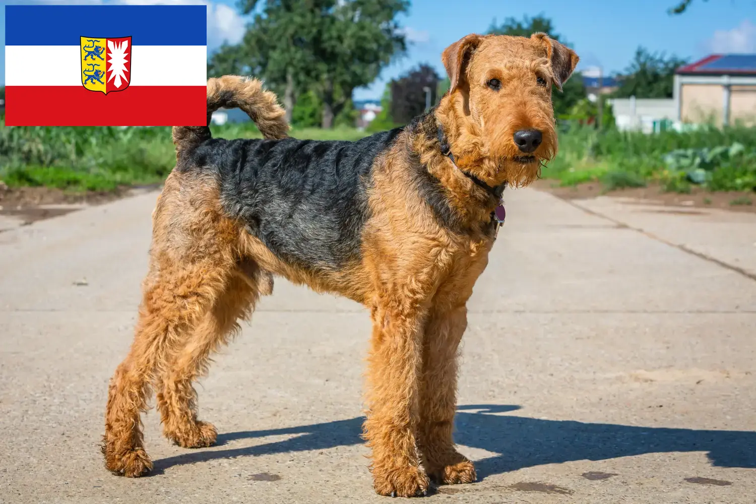 Щенки и заводчики Airedale Terrier Шлезвиг-Гольштейн Здесь вы найдете заводчиков породы Айредейл-терьер в Шлезвиг-Гольштейне.