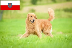 Подробнее о статье Заводчики и щенки золотистого ретривера в Тюрингии
