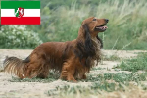 Подробнее о статье Заводчики такс и щенков в регионе Северный Рейн-Вестфалия