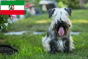 Подробнее о статье Заводчики и щенки чешского терьера в регионе Северный Рейн-Вестфалия