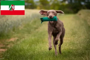 Подробнее о статье Заводчики и щенки словацкой грубой бороды в Северном Рейне-Вестфалии