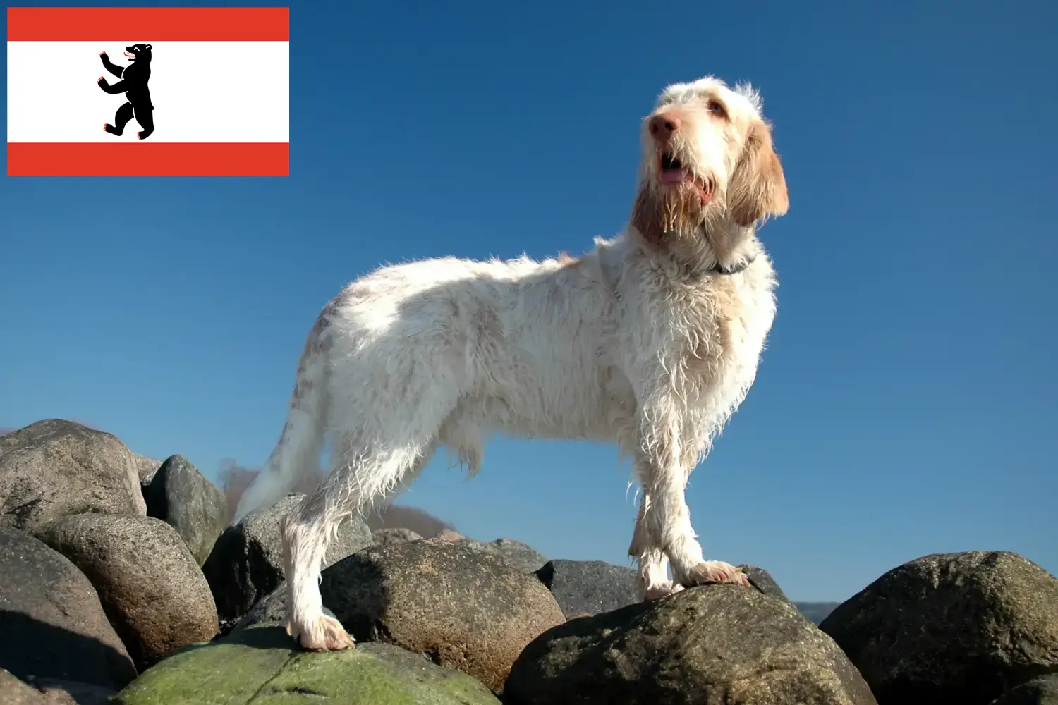 Щенки и заводчики Spinone Italiano в Берлине Здесь вы можете найти заводчиков Spinone Italianos в Берлине.