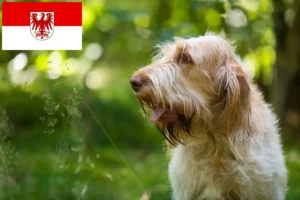 Подробнее о статье Заводчики и щенки Spinone Italiano в Бранденбурге