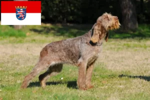 Подробнее о статье Заводчики и щенки Spinone Italiano в Гессене