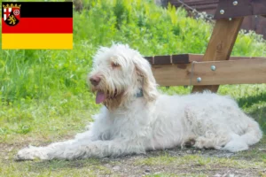 Подробнее о статье Заводчики и щенки Spinone Italiano в Рейнланд-Пфальце