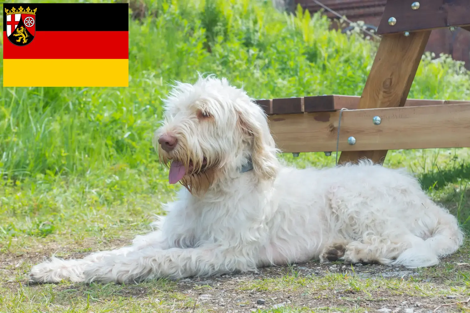 Подробнее о статье Заводчики и щенки Spinone Italiano в Рейнланд-Пфальце