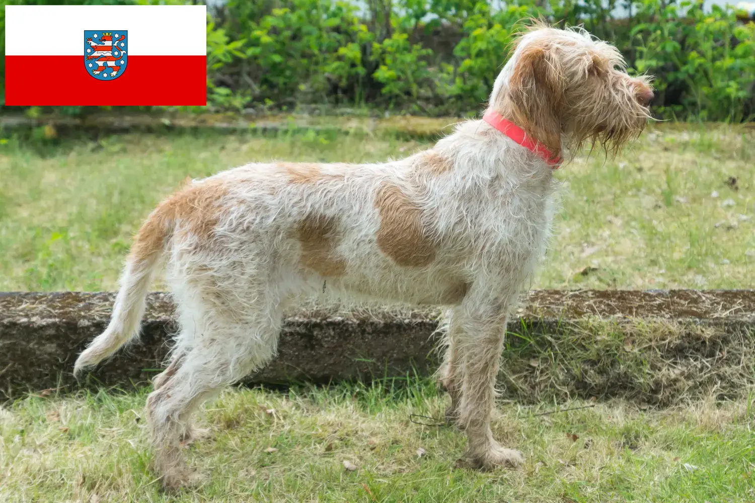 Подробнее о статье Заводчики и щенки Spinone Italiano в Тюрингии