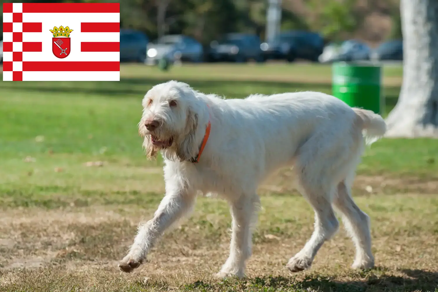 Щенки и заводчики Spinone Italiano Бремен Здесь вы можете найти заводчиков Spinone Italianos в Бремене.
