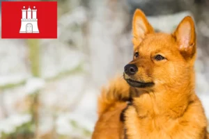 Подробнее о статье Заводчики и щенки финненшпицев в Гамбурге