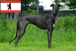 Подробнее о статье Заводчики и щенки Galgo Espanol в Берлине