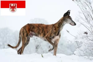 Подробнее о статье Заводчики и щенки Galgo Espanol в Бранденбурге